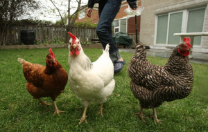 Don't count your chickens yet. Hamtramck city officials are having second thoughts on allowing residents to raise chickens.