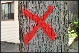 "X" is the mark of death for a Hamtramck tree.