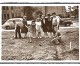 When gardening was a weapon of war When gardening was a weapon of war