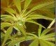 Medical marijuana club isn’t about getting stoned Medical marijuana club isn’t about getting stoned