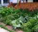 Mayor vows to fight on to allow vegetable gardens in front yards