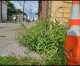 City is serious about enforcing noxious weeds code City is serious about enforcing noxious weeds code