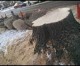 One tree’s removal sparks an old debate in the city One tree’s removal sparks an old debate in the city
