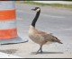 We’re not going quackers, there is a goose on the loose We’re not going quackers, there is a goose on the loose