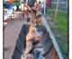 Ban continues on animal slaughter, for now Ban continues on animal slaughter, for now
