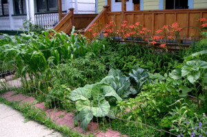Front yard vegetable gardens were given the go-ahead at last week’s city council meeting.