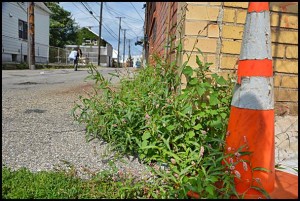City code enforcers now have a new ordinance to go after noxious weeds.