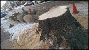 Despite pleas to save this tree at Florian and Dubois, the city decided it had to be cut down because it posed a hazard to anyone parking near it and blocked rain water drainage.