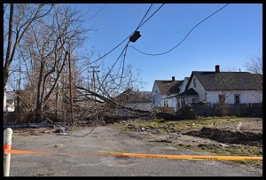 A huge tree at Carpenter fell on a power line during the windstorm on Wednesday.