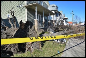 On Goodson another large tree toppled during the storm, but this time avoided any power lines.